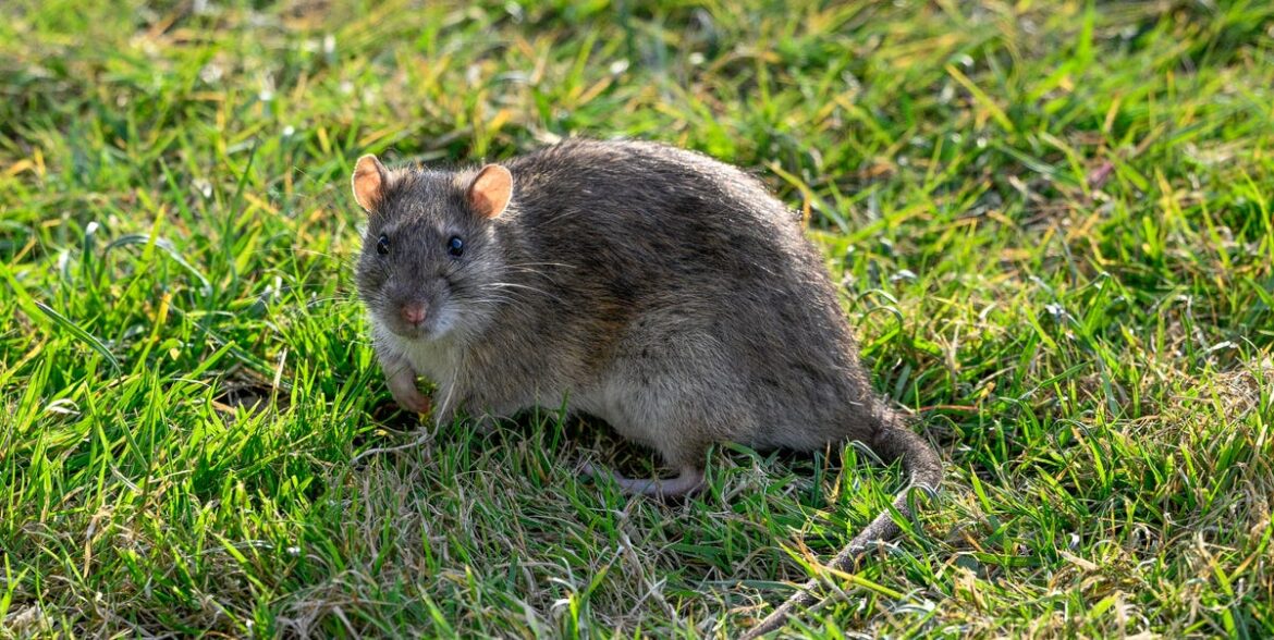 Repel Rats From Your Garden With This 22p Kitchen Staple Repel Rats From Your Garden With This 22p Kitchen Staple
