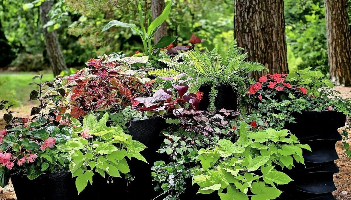 foraging, mushroom cultivation and fairy gardens