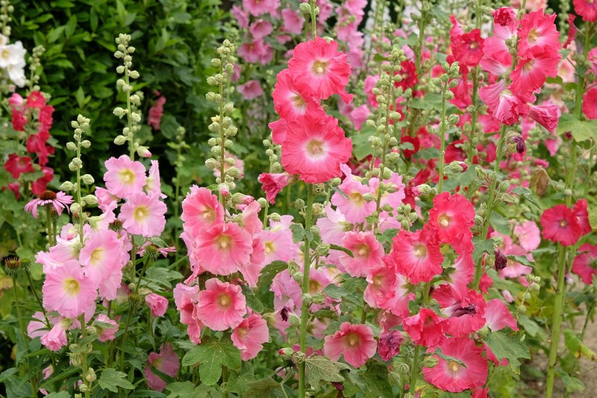 HollyhocksAlex Manders / Shutterstock.com
