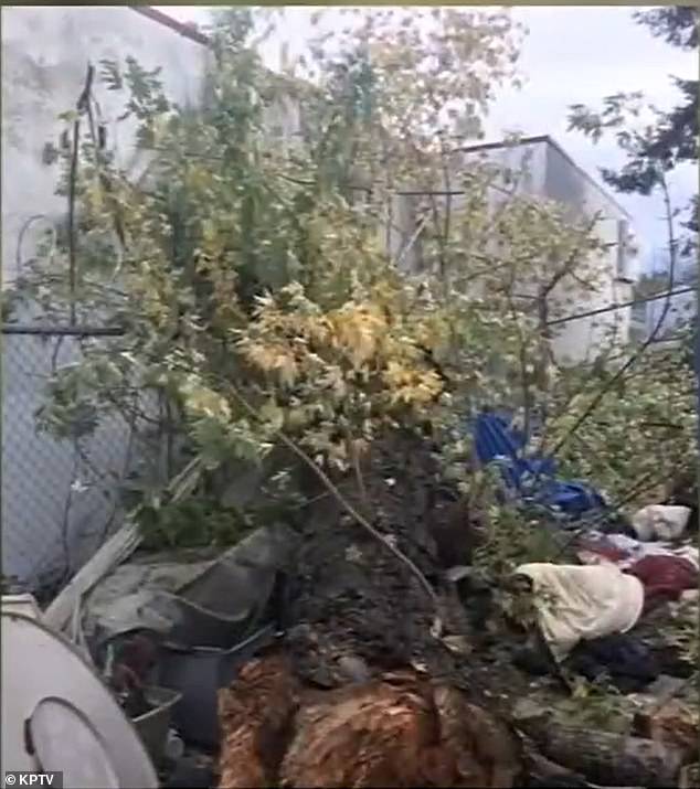 Pictured: A fallen tree from the Sandy River Delta, where Kelly was planting trees, the day he died on November 6, 2021