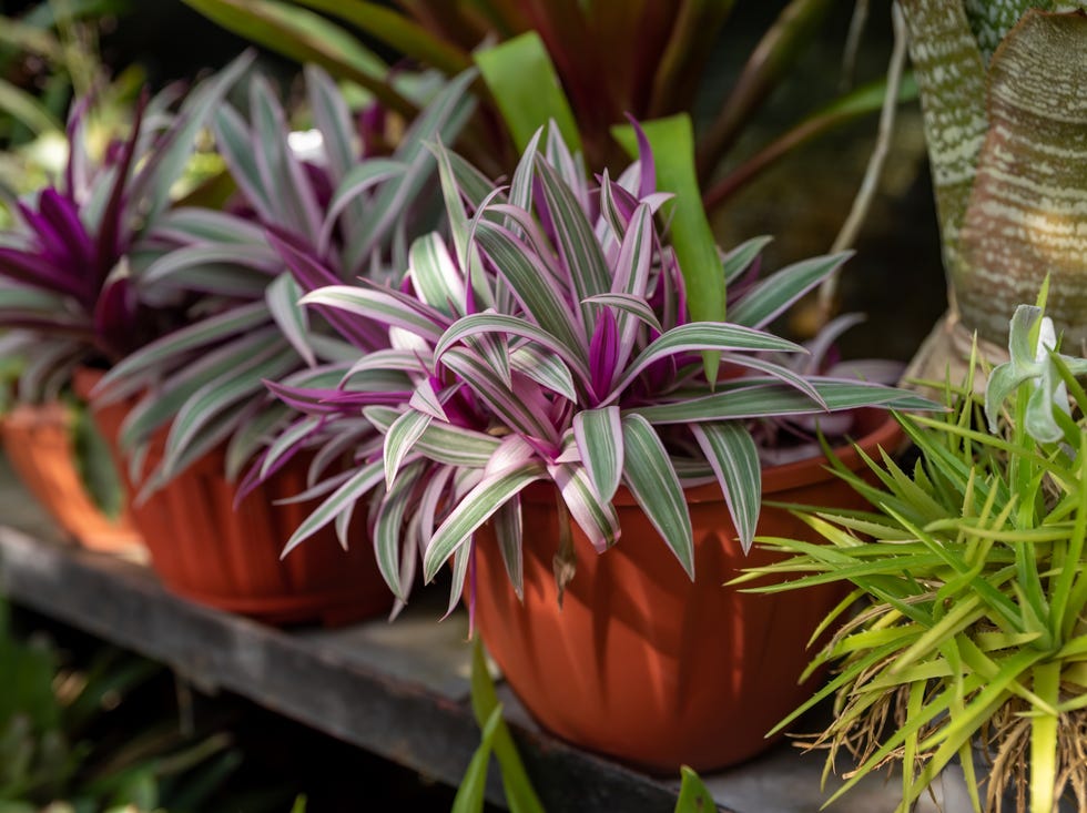 tradescantia spathacea 'stripe me pink' with vibrant pink and green striped leaves, potted in terracotta, perfect for indoor or outdoor gardens