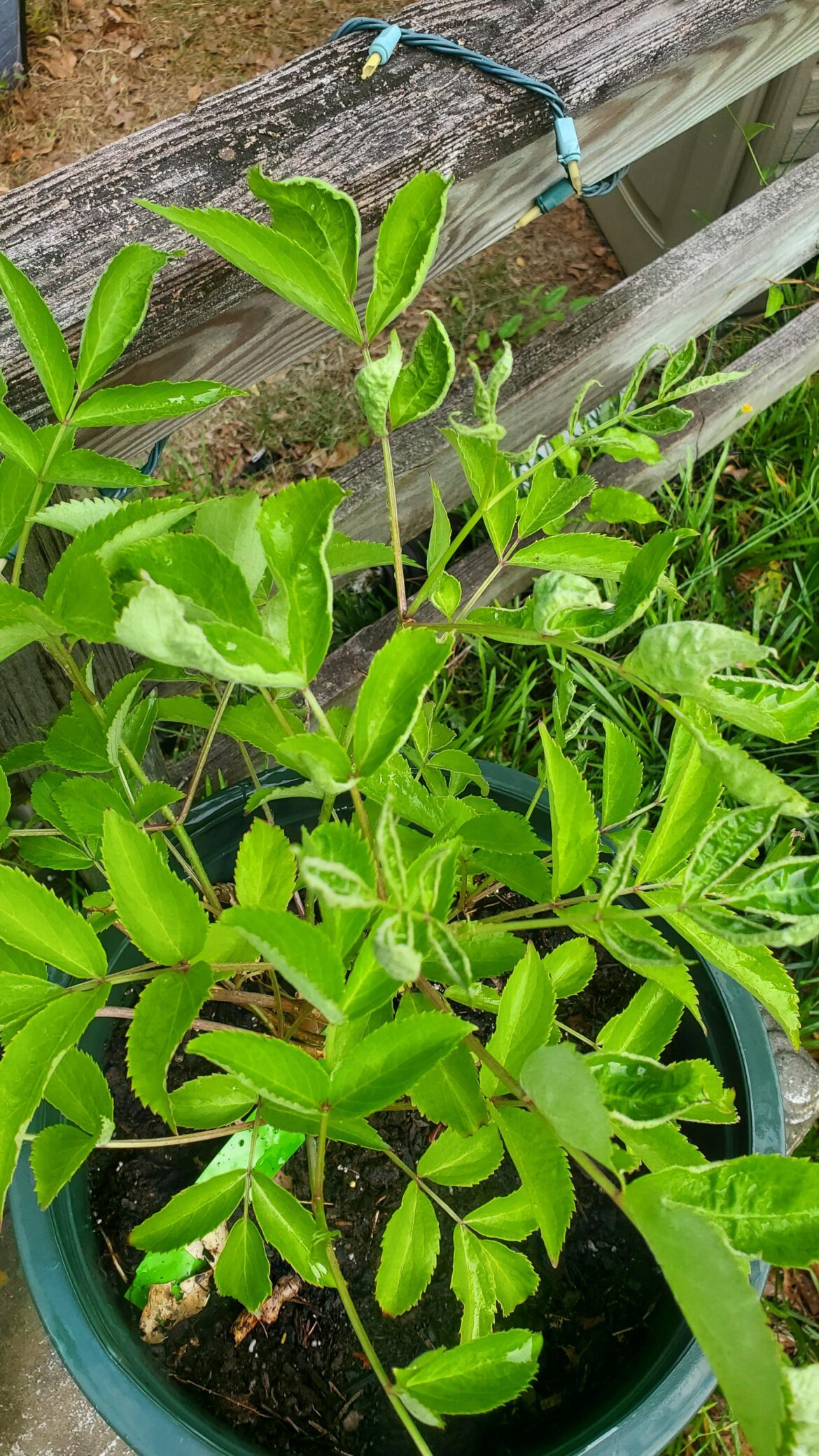 Any idea what is wrong with my elderberry?