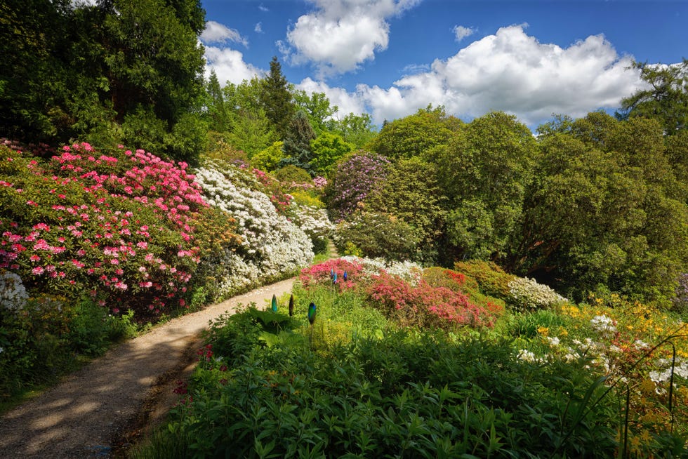 leonardslee lakes and gardens horsham sussex and the colours of the azaleas and rhododendrons in may 2024