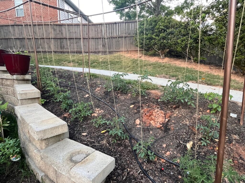My Veggies Are Off to an Amazing Start My Veggies Are Off to an Amazing Start
