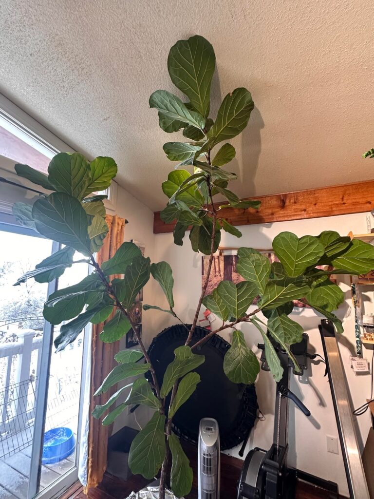 Another post asking where to cut! Another post asking where to cut!