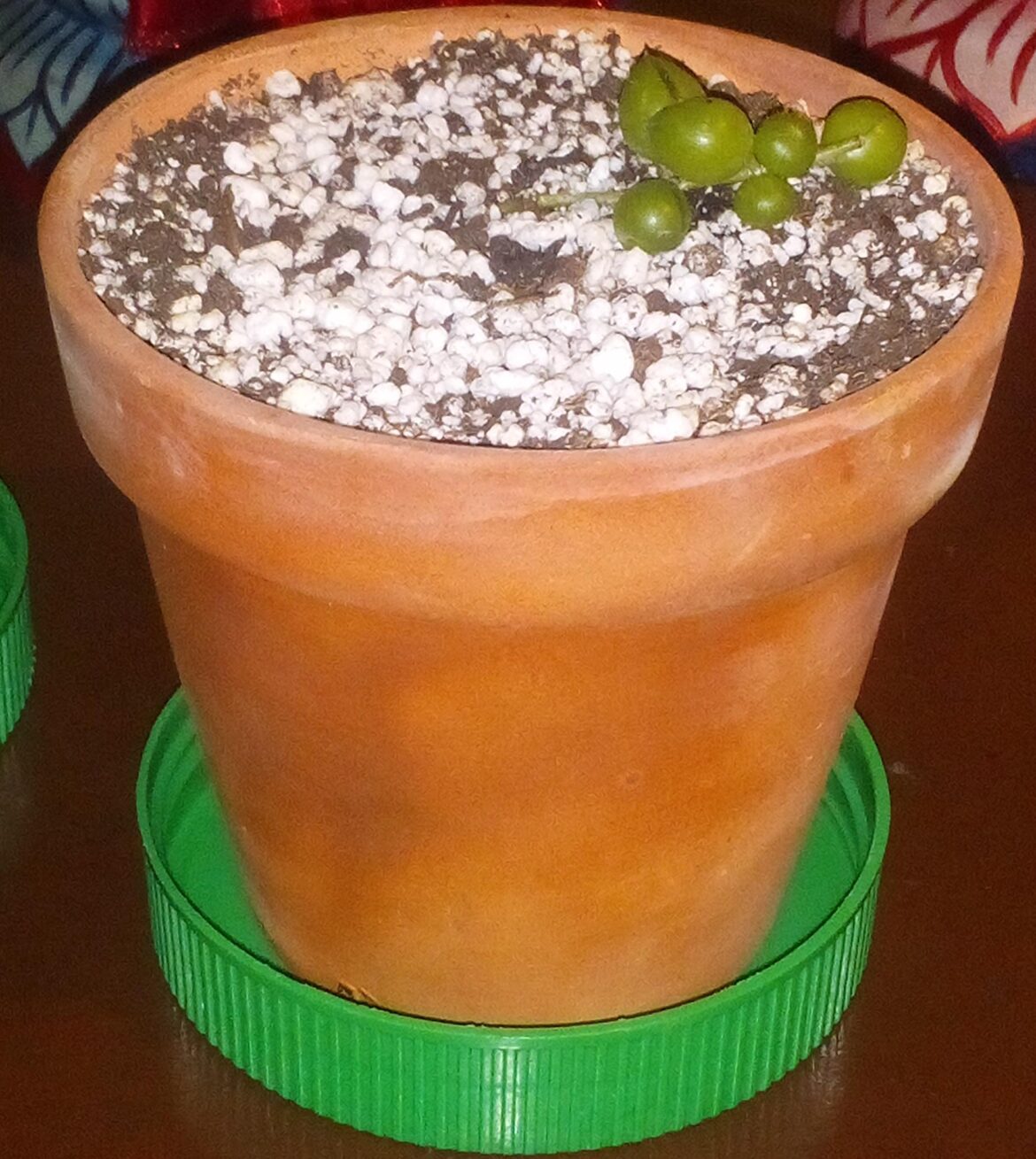 Meet my Bunch of Pearls.