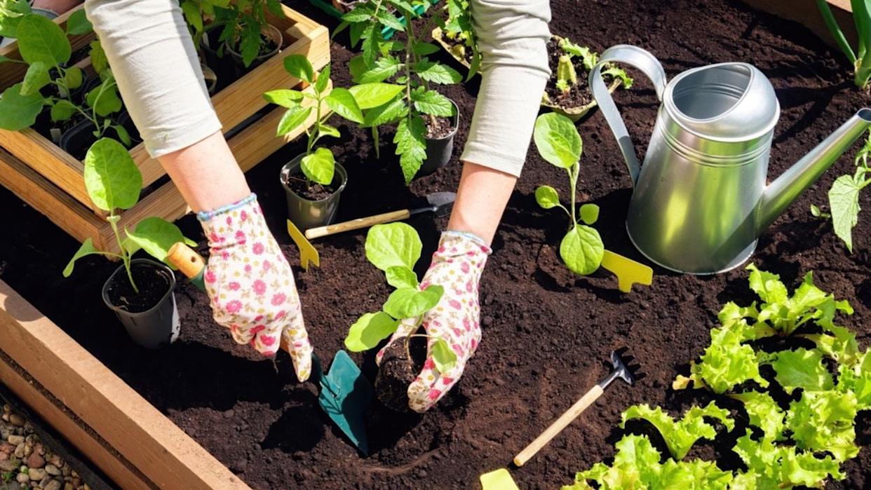Transplanting of vegetable seedlings into black soil in the raised beds. Growing organic plants in wooden raised beds as a hobby.
