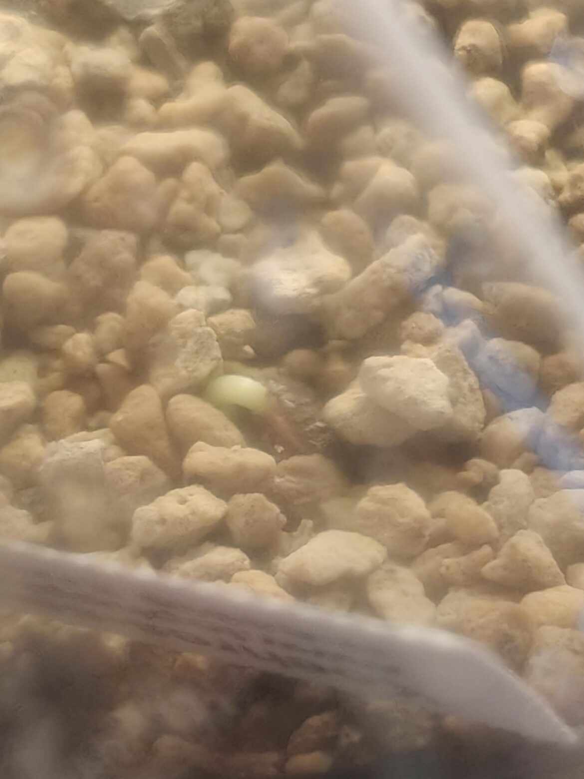 First Adenia of the batch sprouted, it's a venenata