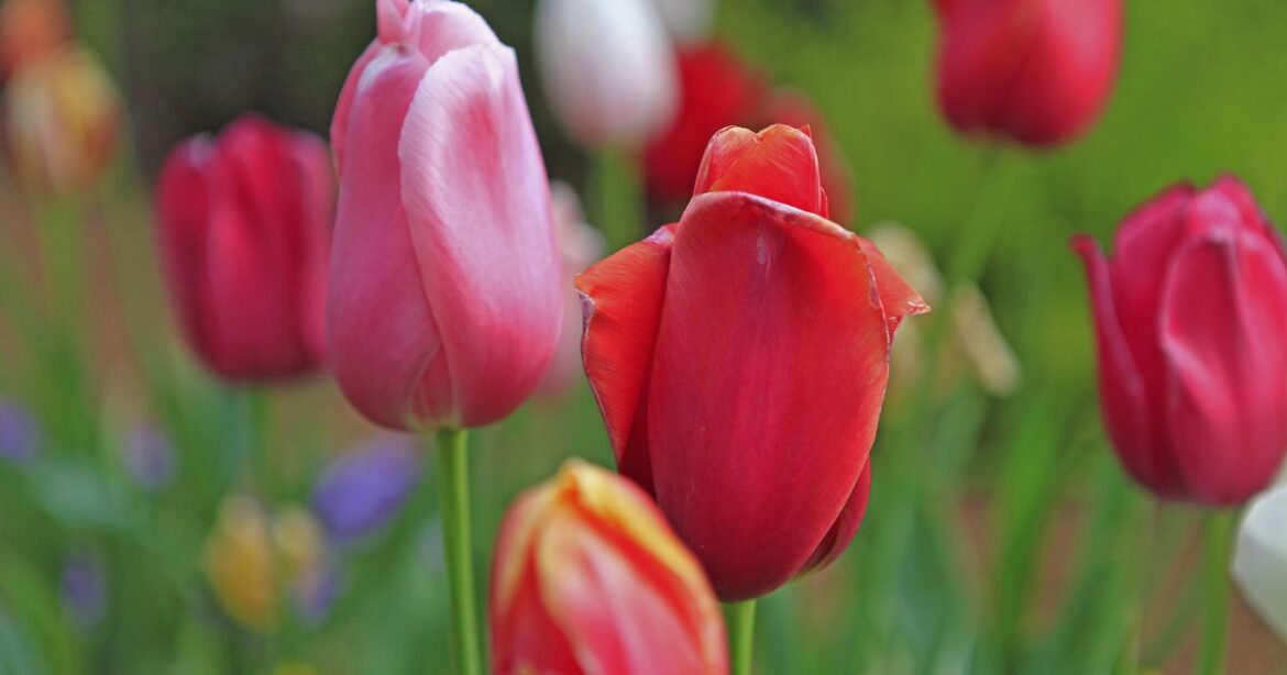 The best plants to add to your garden (and when) in North Carolina :: WRAL.com The best plants to add to your garden (and when) in North Carolina :: WRAL.com
