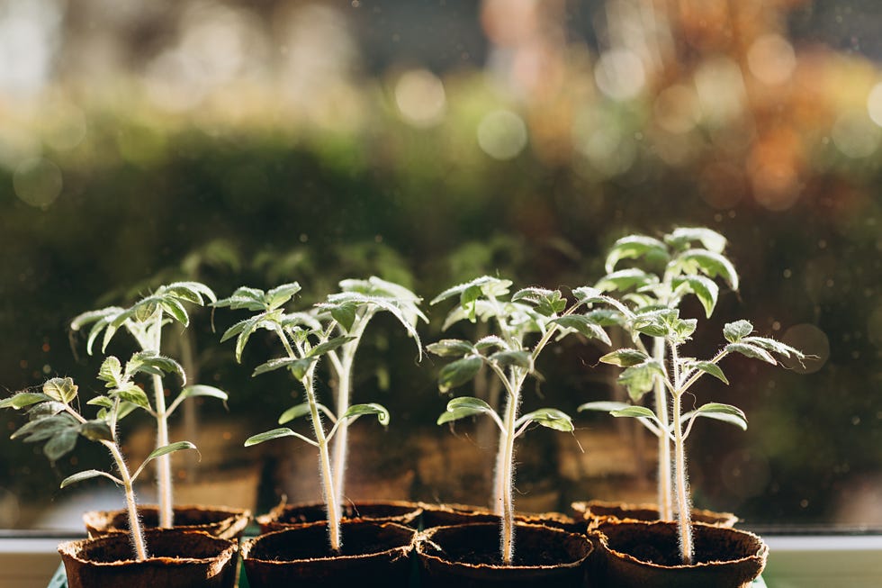 Tomato plants. are you planting tomatoes too early