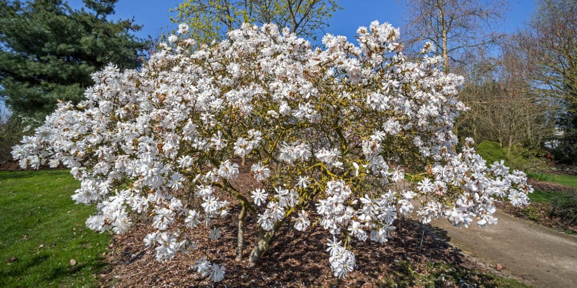 5 Low-Maintenance Trees You’re Not Planting—But Should Be, According to a Garden Expert 5 Low-Maintenance Trees You’re Not Planting—But Should Be, According to a Garden Expert
