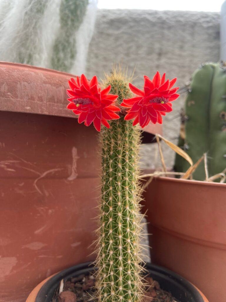 What a precious bloom.