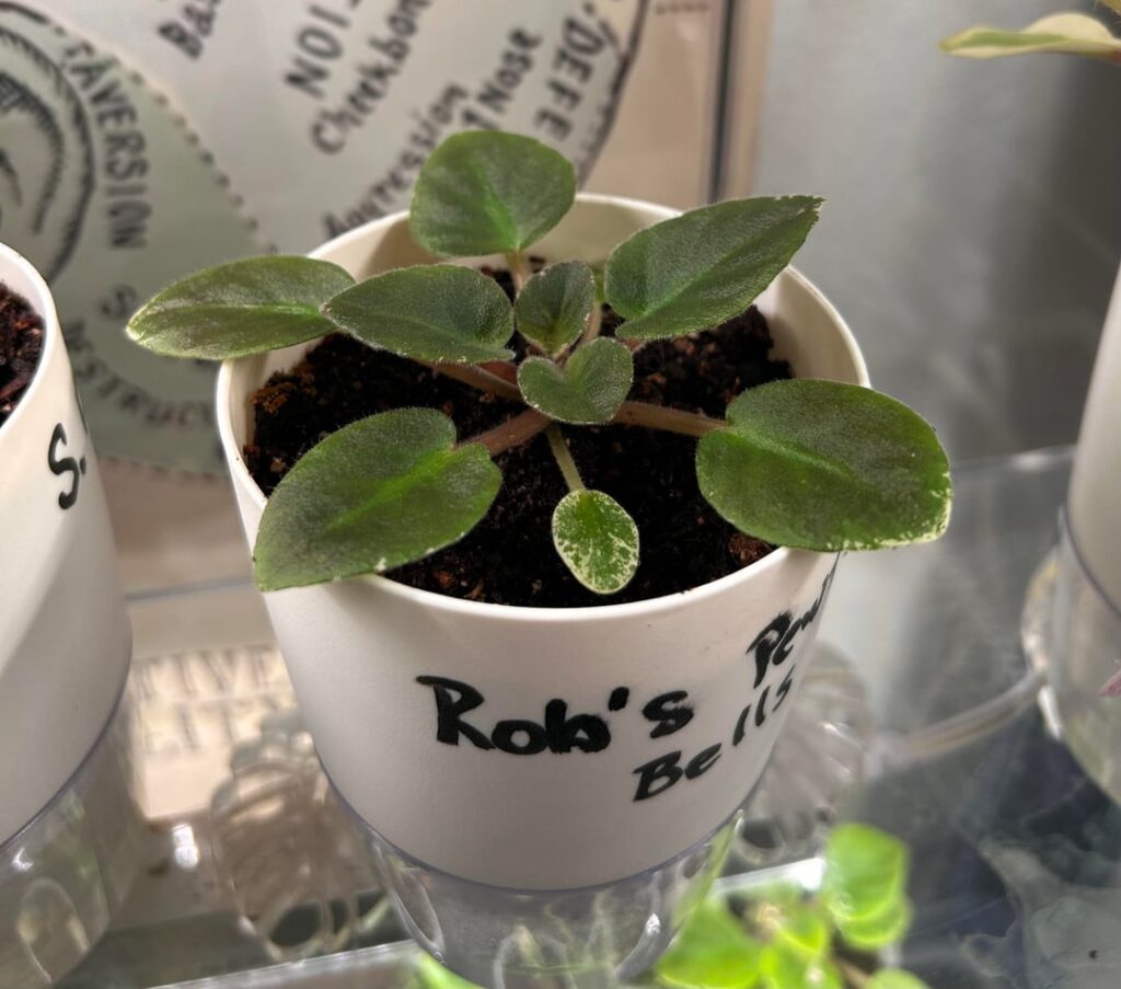 Babies for sale