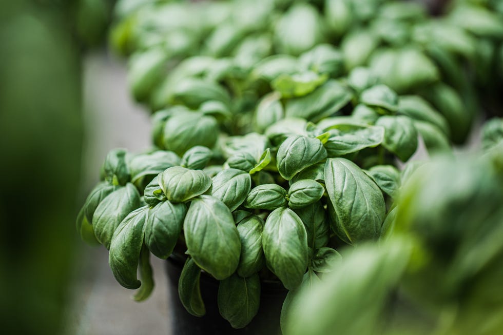 fast growing vegetables healthy green basil leaves in a pot