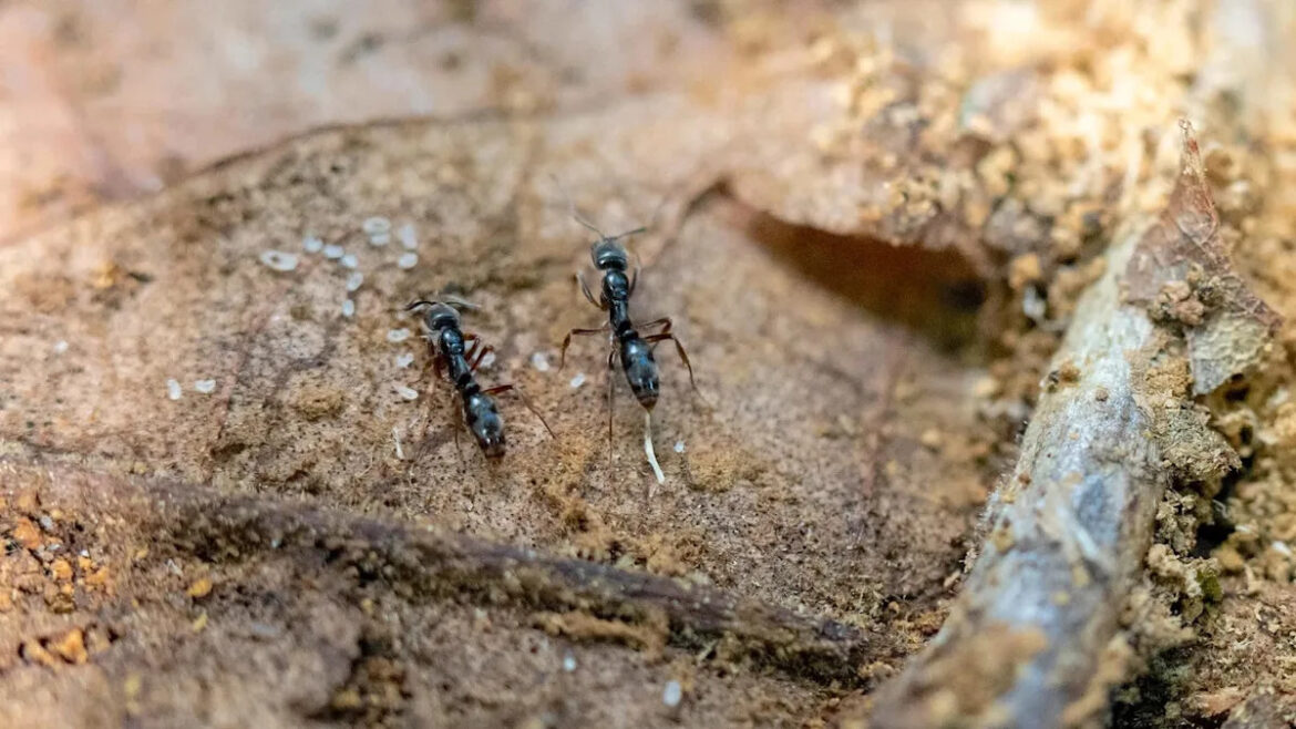Gardeners warned that tiny ant with potentially lethal sting is rapidly spreading across US Gardeners warned that tiny ant with potentially lethal sting is rapidly spreading across US