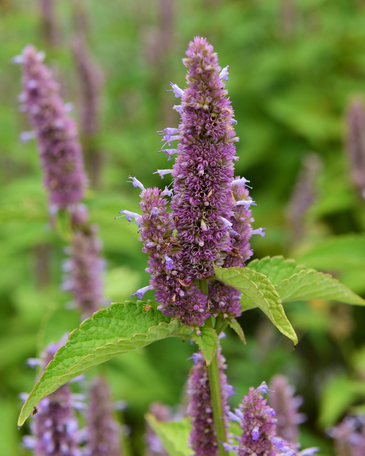 Anise hyssop