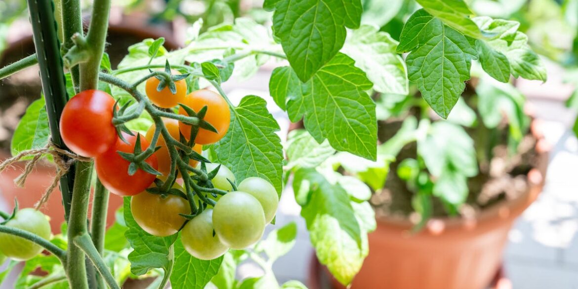 The 5 stages of tomato growth every gardener should know The 5 Stages of Tomato Growth, per a Gardener