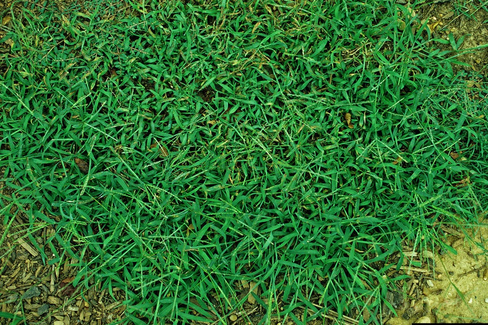 ways you're killing your lawn ways you're killing your lawn