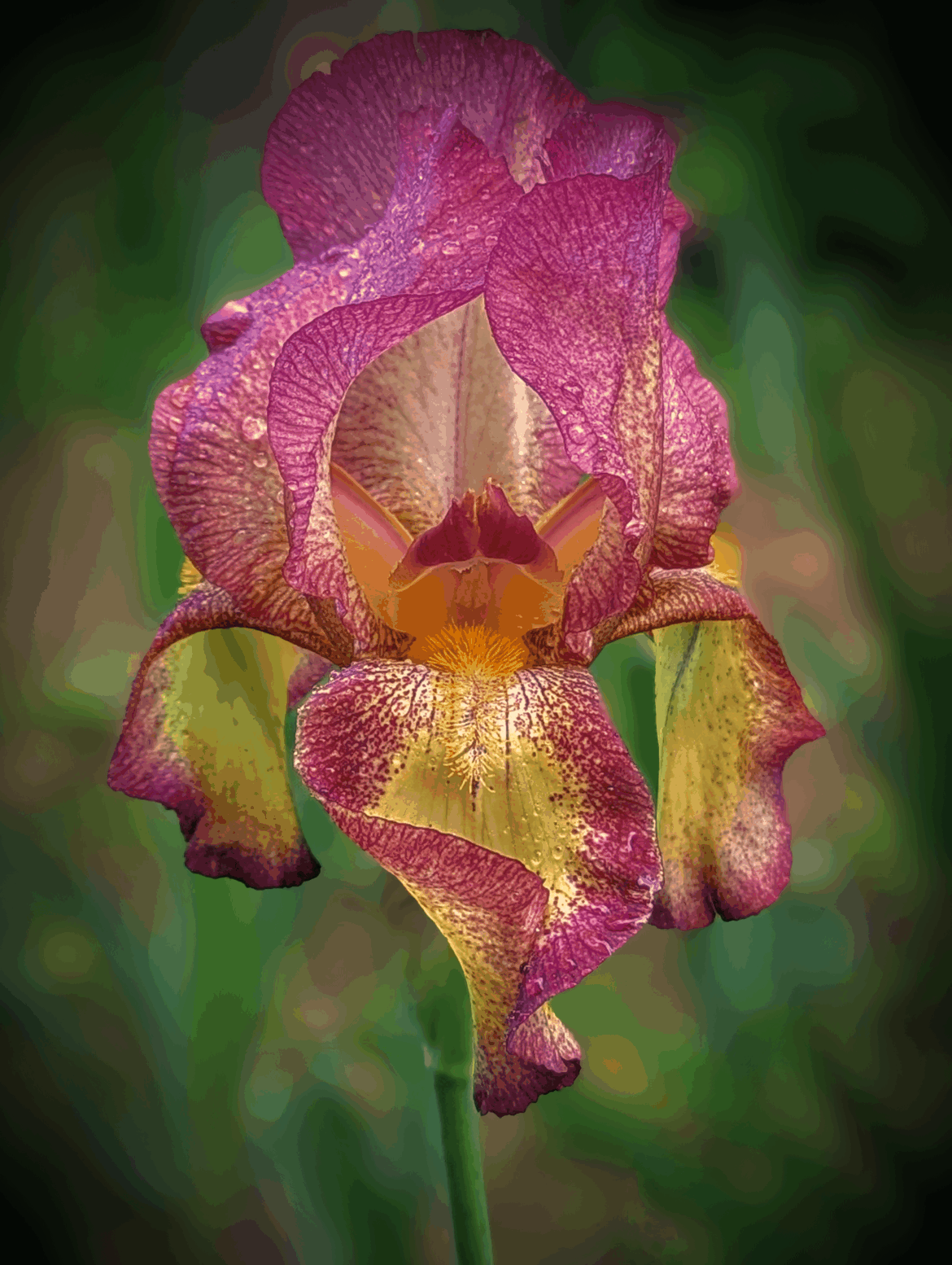 'Tiffany' Tall Bearded Iris (Iris × germanica) [OC]