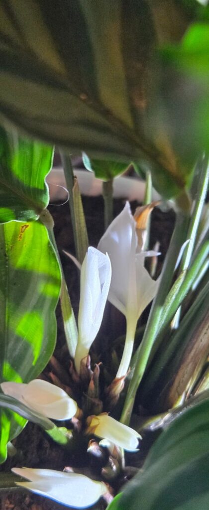 She flowered!!