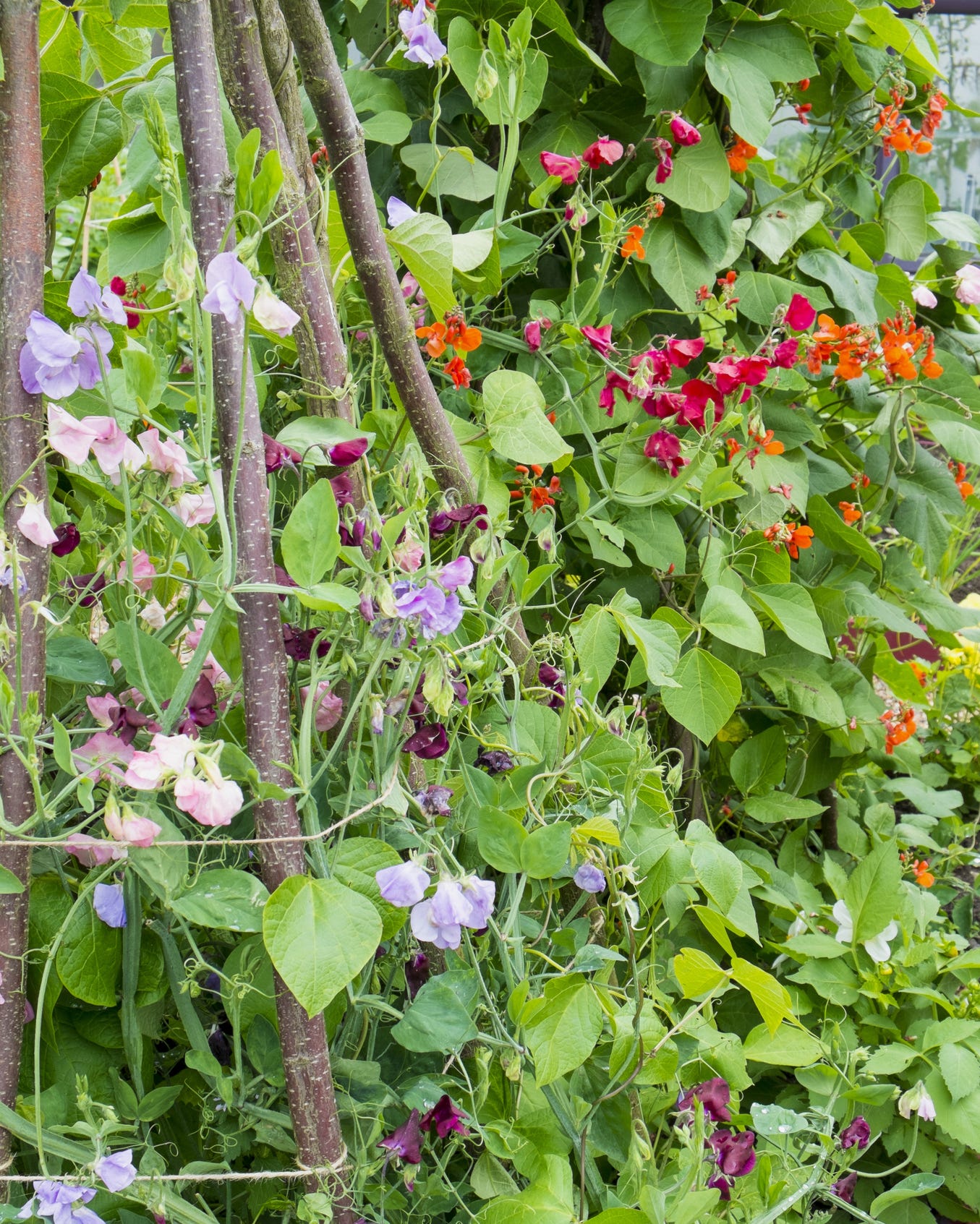 old fashioned flowers sweet pea