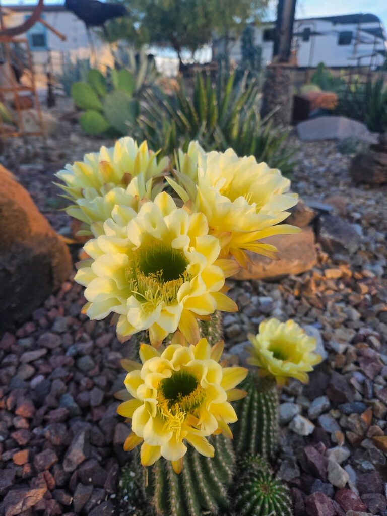 Blooming!