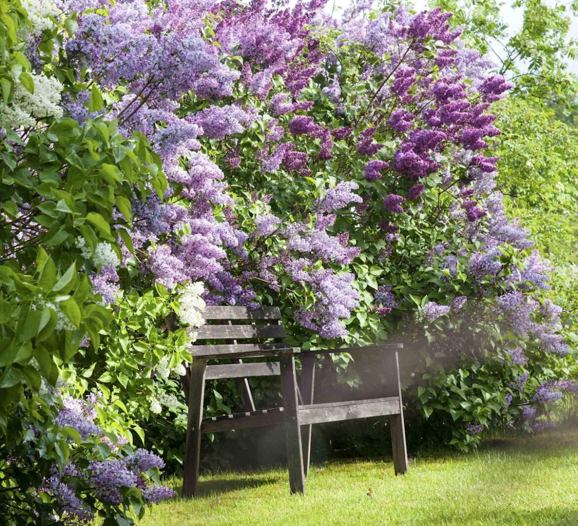 9 Plants You Should Never Prune In Spring (Or You’ll Ruin Their Blooms) 9 Plants You Should Never Prune In Spring (Or You’ll Ruin Their Blooms)