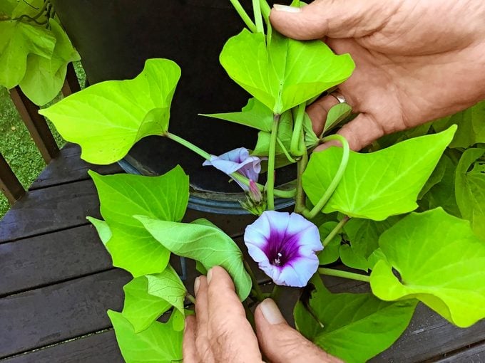 sweet potato vine