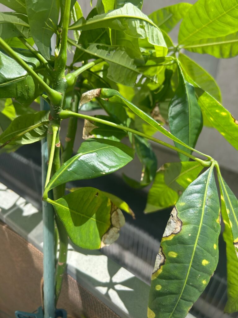 Neighbor is moving and gave me this money tree. How do I help him? I saw a slug on him—is this all from that? Sunburn? Other bugs? Neighbor is moving and gave me this money tree. How do I help him? I saw a slug on him—is this all from that? Sunburn? Other bugs?