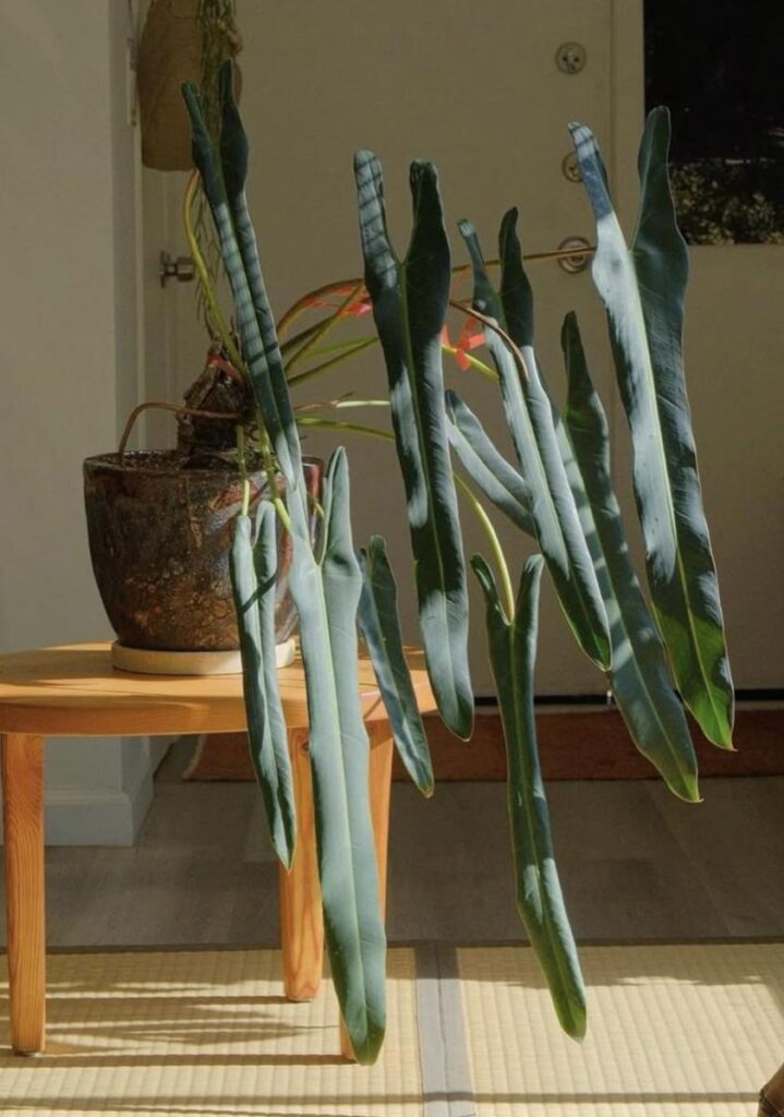 How should I plant my spiritus sancti to achieve this?