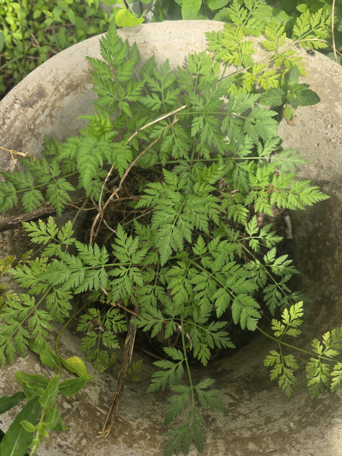 Is it hemlock? In the southern USA