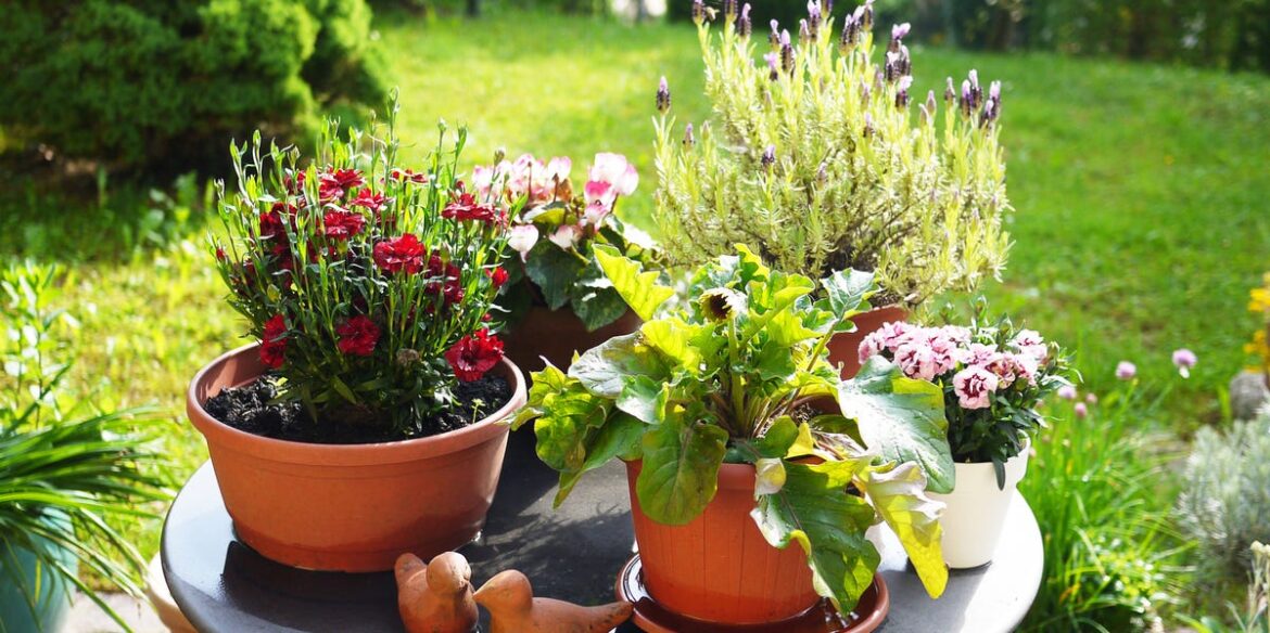 6 Container Plants To Keep Patios And Small Gardens Full Of Colour All Summer 6 Container Plants To Keep Patios And Small Gardens Full Of Colour All Summer