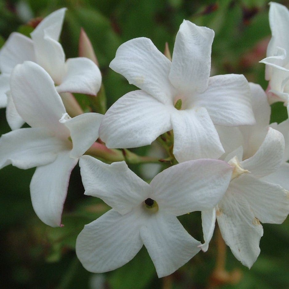 Jasminum officinale