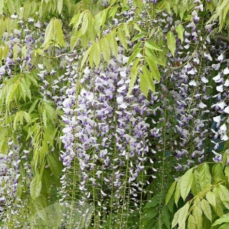 Wisteria floribunda