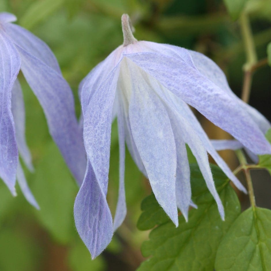Clematis macropetala