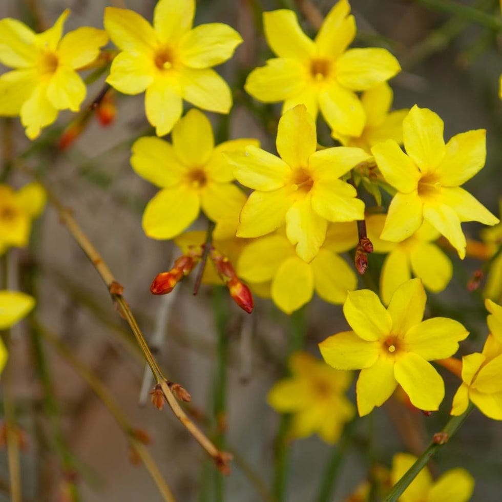 Jasminum nudiflorum