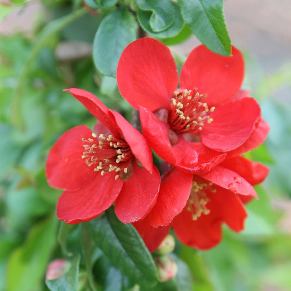 Japanese quince 'Crimson and Gold'