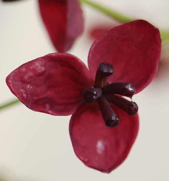 Chocolate vine Akebia quinata