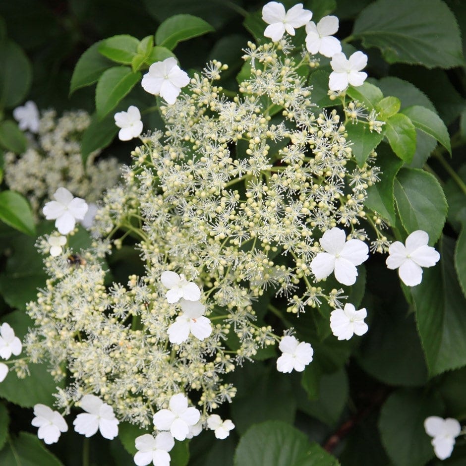 Hydrangea anomala