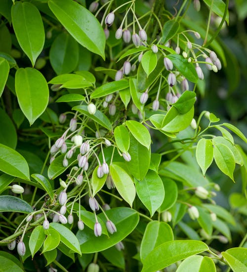 Holboellia coriacea