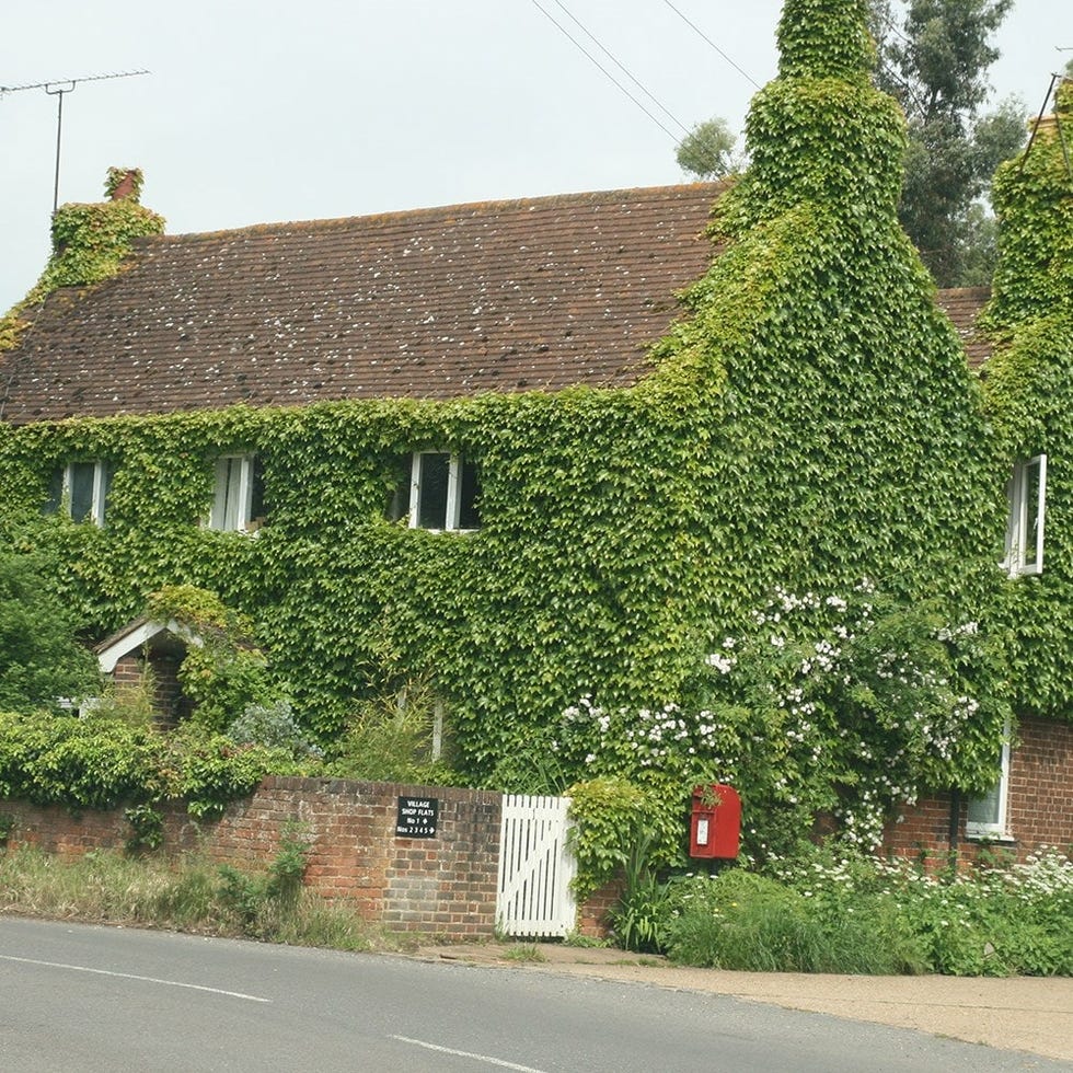 Boston Ivy Parthenocissus tricuspidata