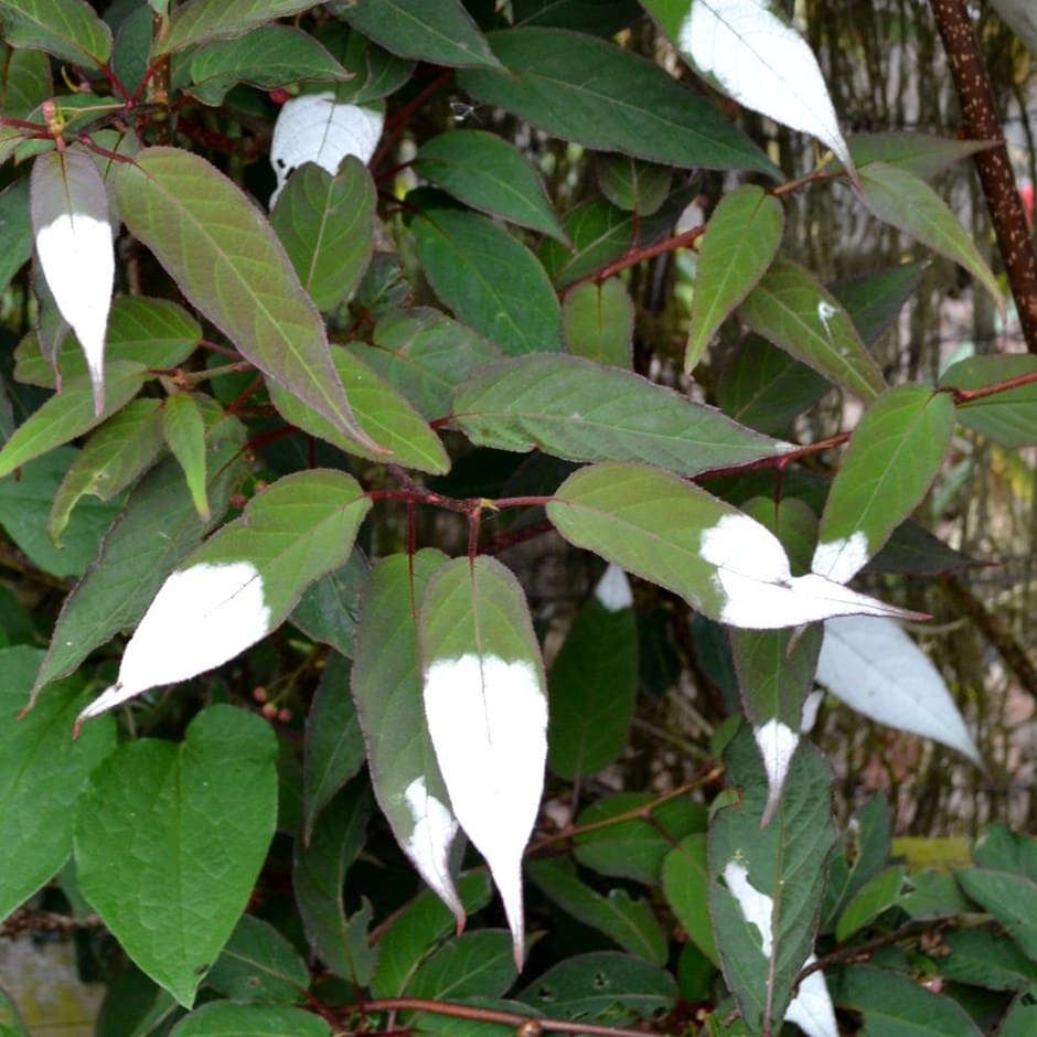 Variegated kiwi Actinidia tetramera