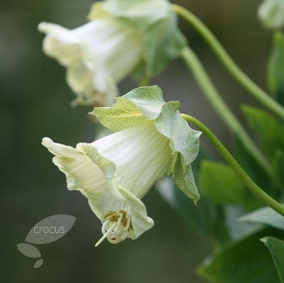 Cup & saucer vine Cobaea scandens