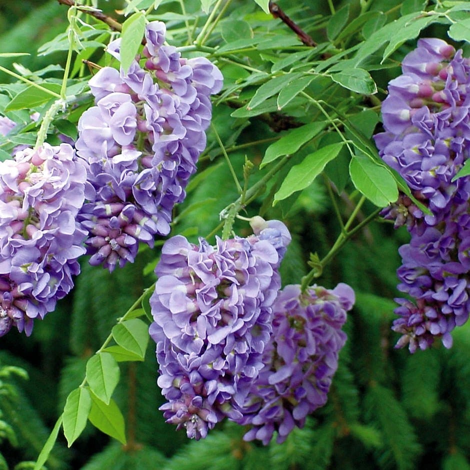 Wisteria frutescens