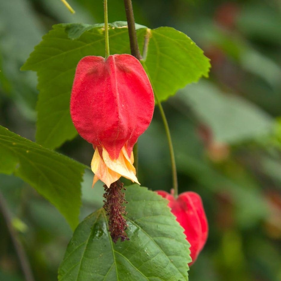Flowering maple Abutilon megapotamicum