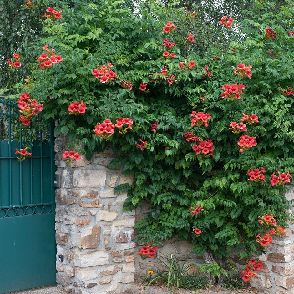 Trumpet vine 'Madame Galen'