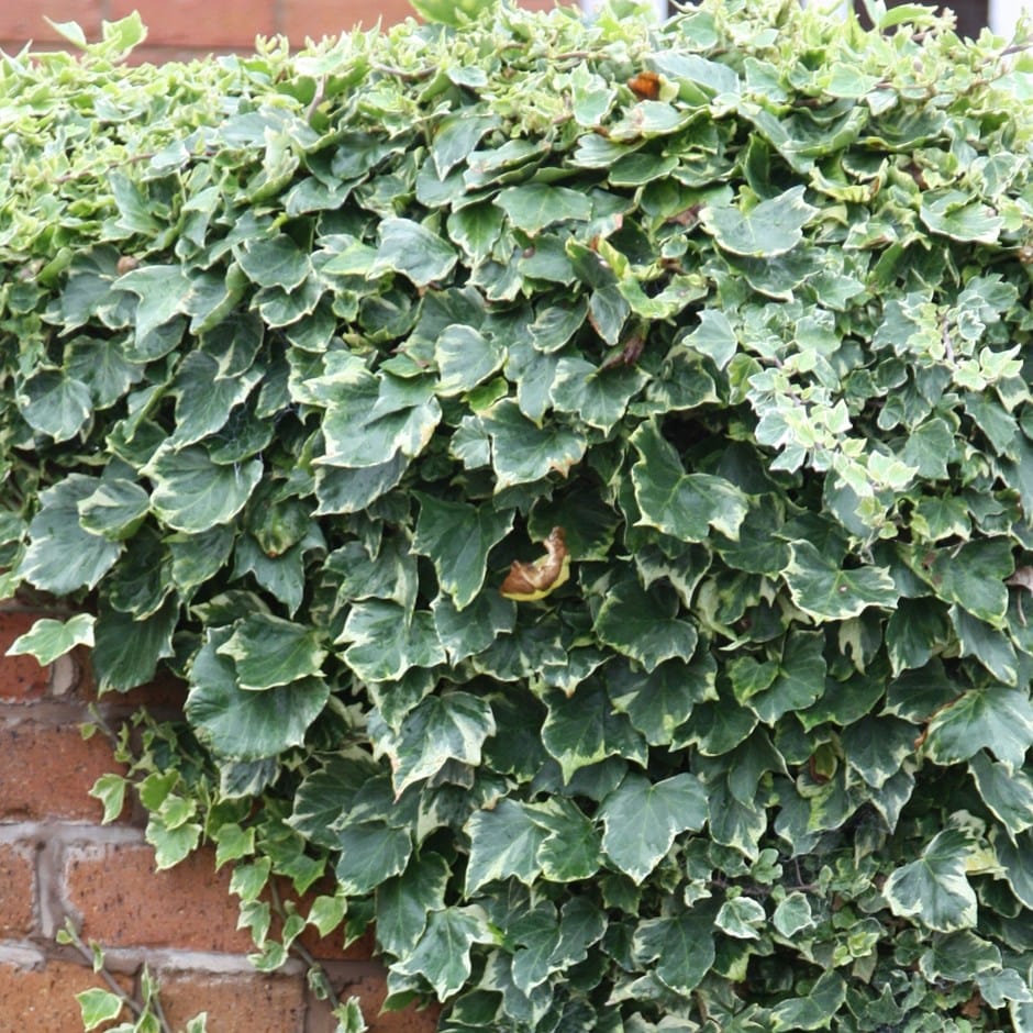English ivy 'Glacier'