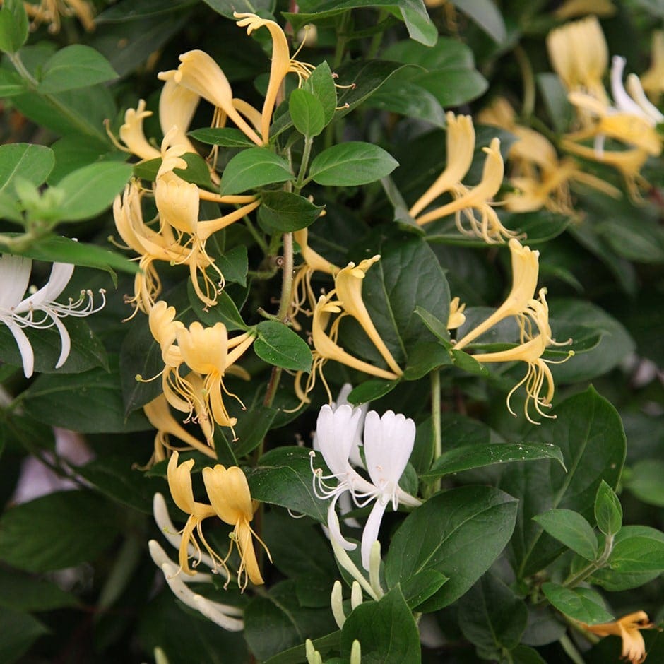 Honeysuckle Lonicera japonica