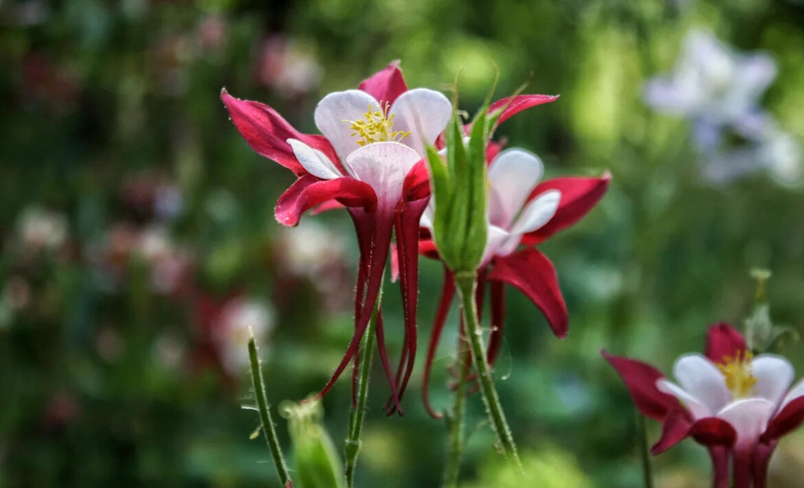 10 Strikingly Beautiful Red and White Flowers You’ll Want in Your Garden Yahoo creators home