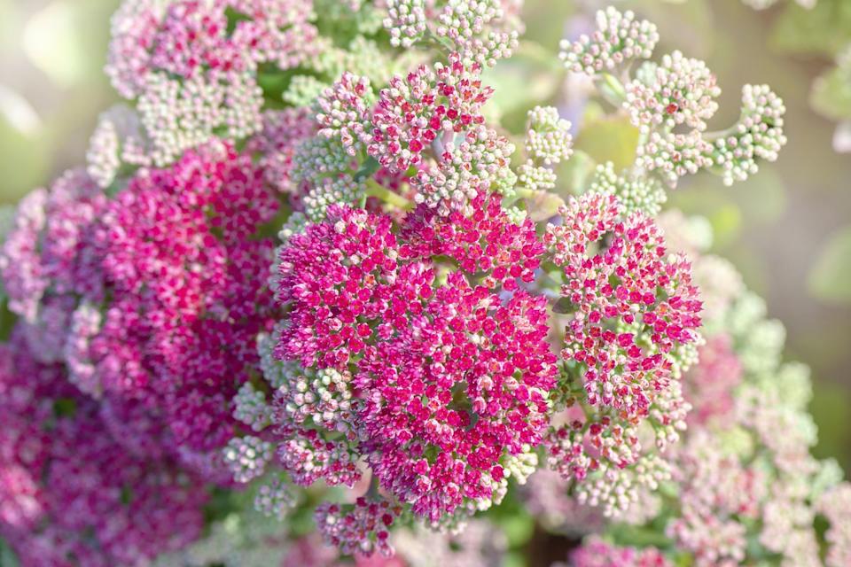 sedum flowers